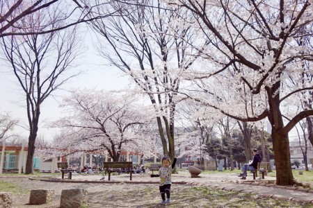 The early blooming of Sakura in the park