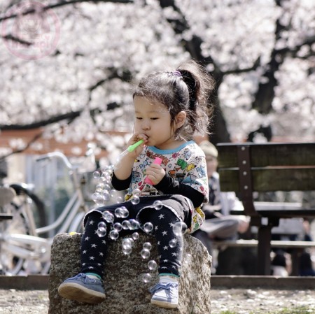 Blowing bubbles in the park with Sakura 桜にシャボン玉