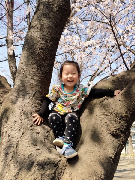Little-big-boss up on a Sakura tree!