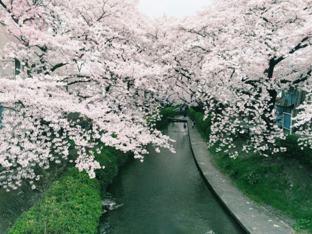 Sakura in Shukugawara