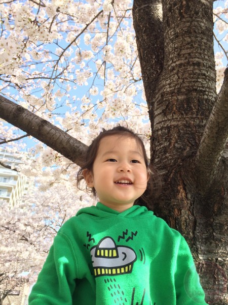 Little-big-boss sitting on top of a Sakura tree