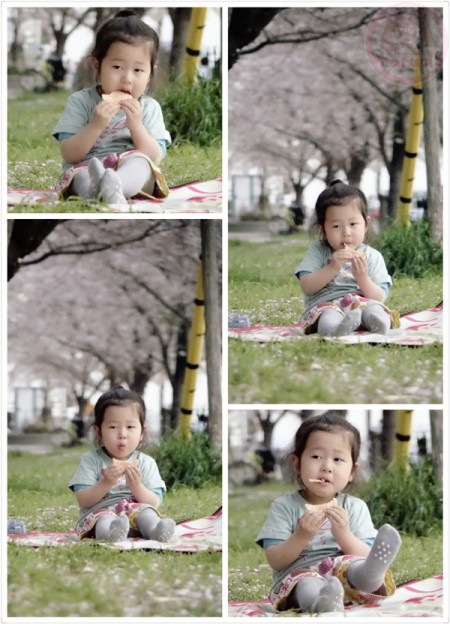 Lunch picnic under the falling Sakura