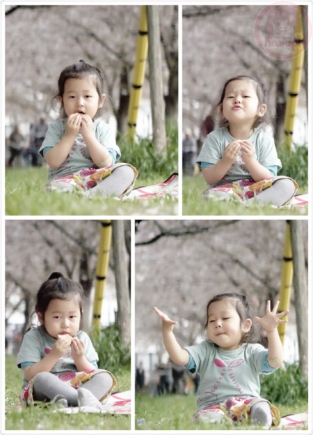 Lunch picnic under the falling Sakura