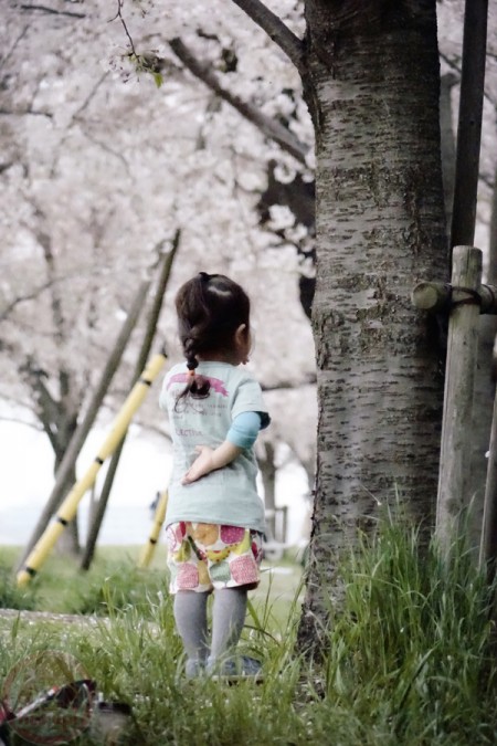 Looking at some ants at the Sakura tree