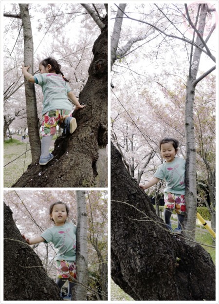 Climbing up the Sakura tree