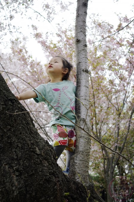 Climbing up the Sakura tree