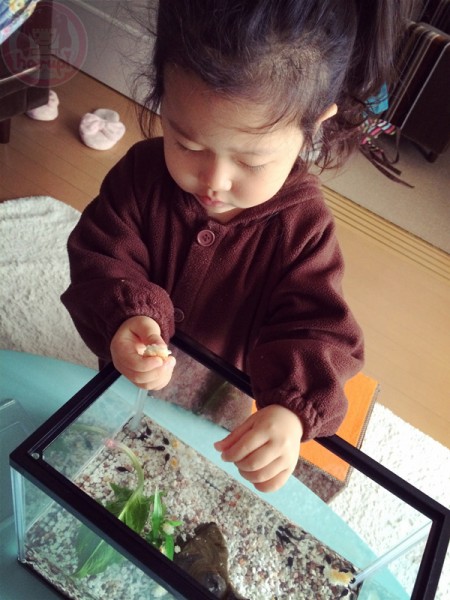 Feeding the tadpoles　おたまじゃくしに餌を