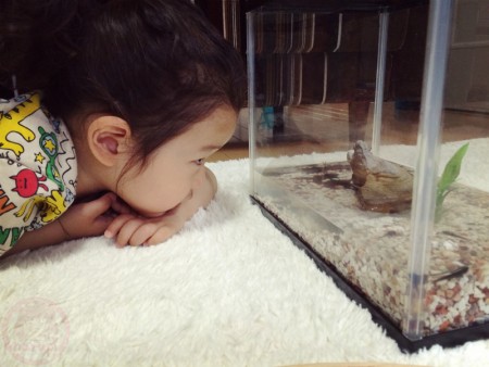 Carefully observing the tadpoles　おたまじゃくし観察