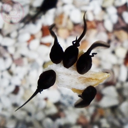 Tadpoles hind legs are out! おたまじゃくしの後ろ足出てきた！