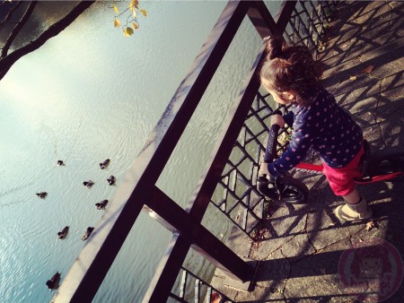 Strolling around Mitsuike Park with Strider! Looking at the ducks in the lake.